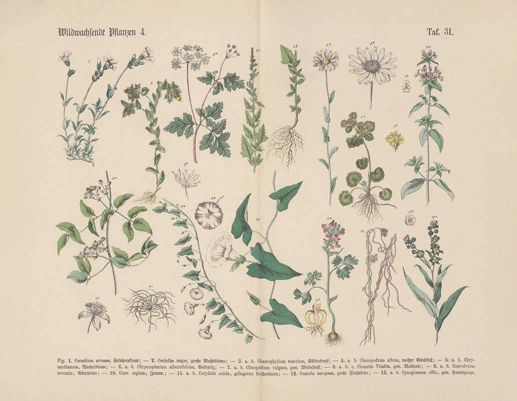 Carl Hoffmann - Lehrbuch der praktischen Pflanzenkunde in Wort und Bild Pl.31