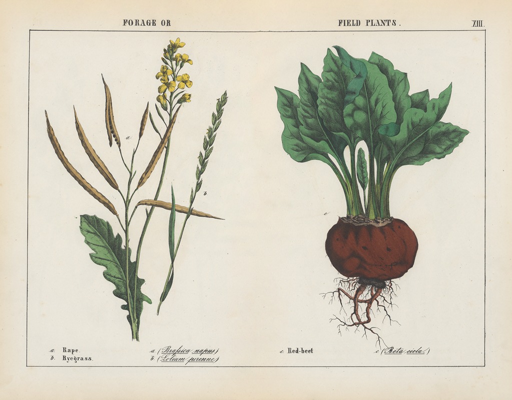 Charlotte Mary Yonge - Forage or Field Plants (Rape, Ryegrass, Red-beet)