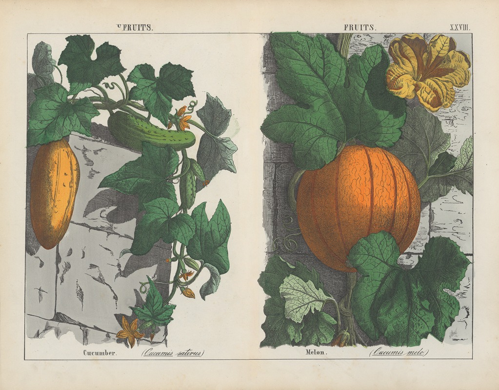 Charlotte Mary Yonge - Fruits (Cucumber, Melon)