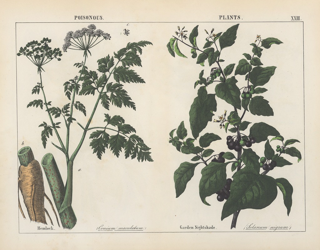 Charlotte Mary Yonge - Poisonous Plants (Hemlock, Garden Nightshade)
