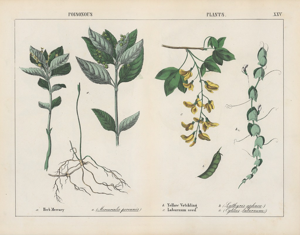Charlotte Mary Yonge - Poisonous Plants (Herb Mercury, Yellow Vetchling)