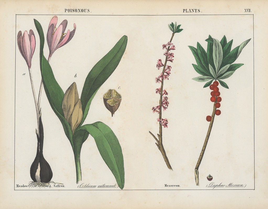 Charlotte Mary Yonge - Poisonous Plants (Meadow Saffron, Mezereon)