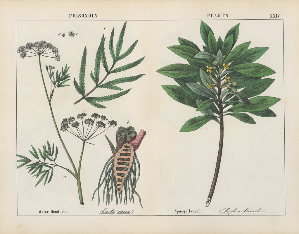 Charlotte Mary Yonge - Poisonous Plants (Water Hemlock, Spurge Laurel)