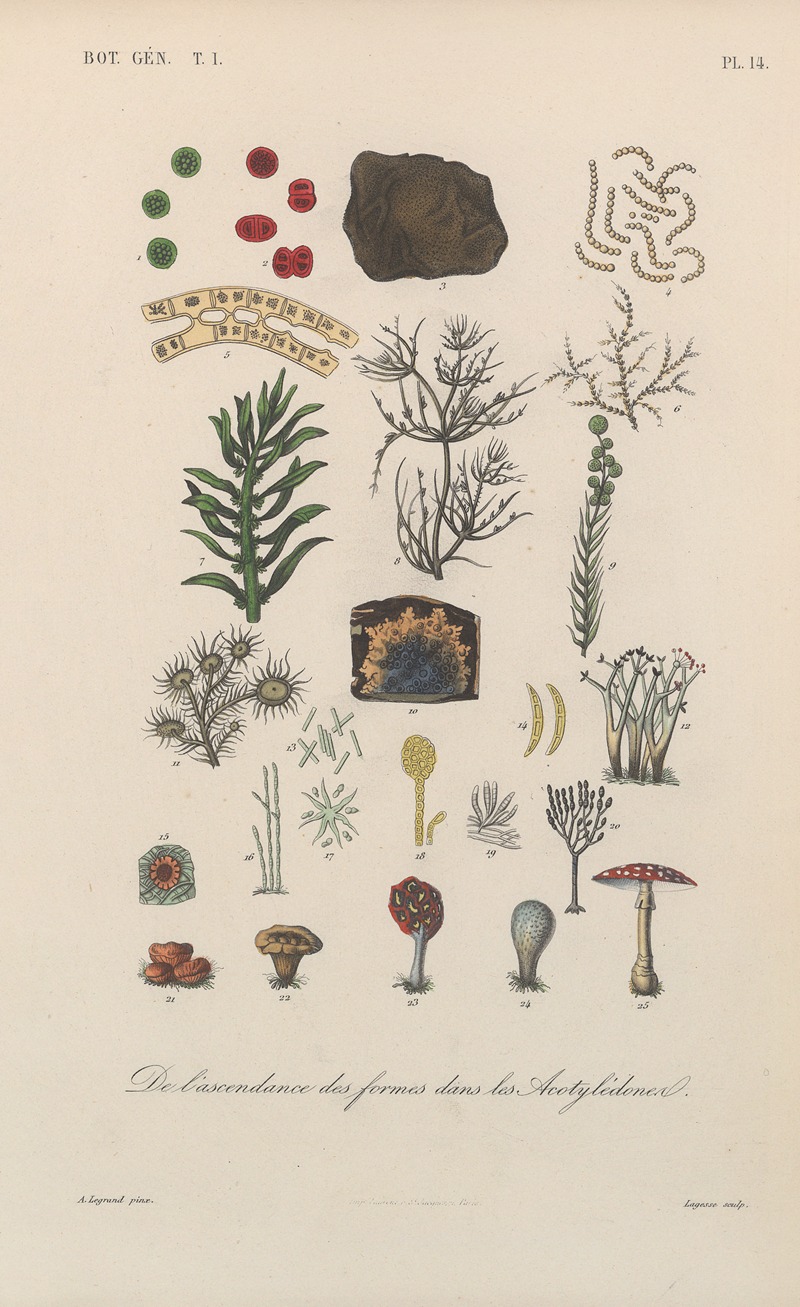 François Hérincq - Traité de botanique générale Pl.014