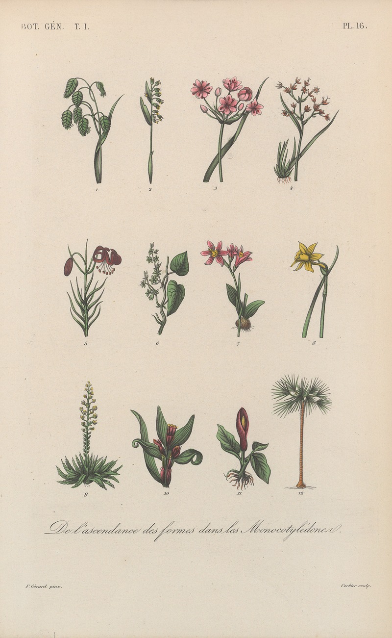 François Hérincq - Traité de botanique générale Pl.016