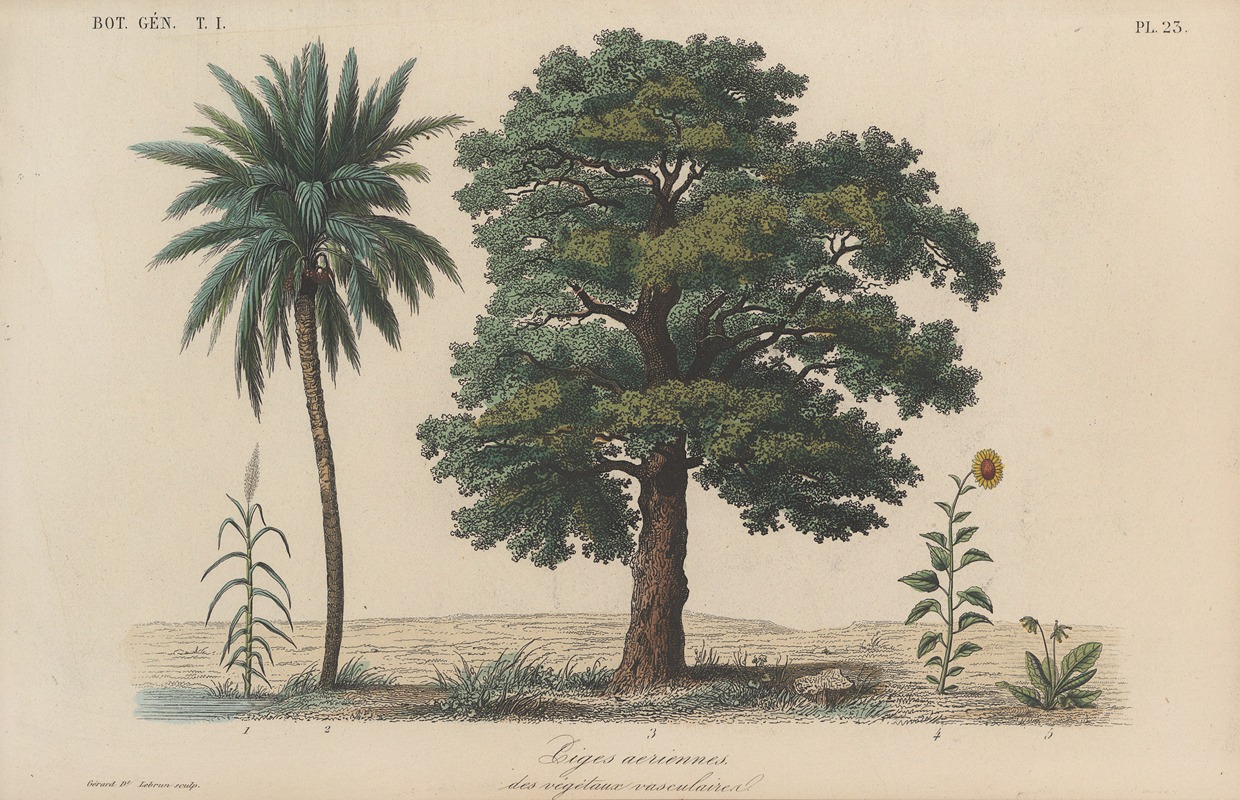 François Hérincq - Traité de botanique générale Pl.023