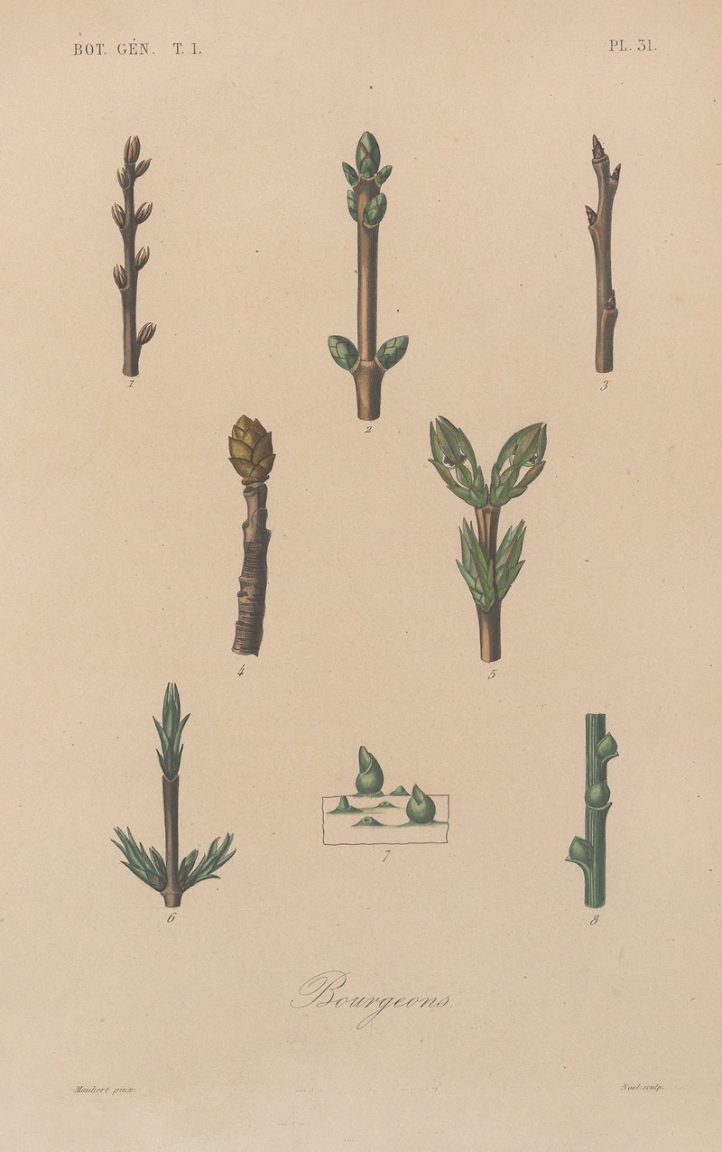 François Hérincq - Traité de botanique générale Pl.032
