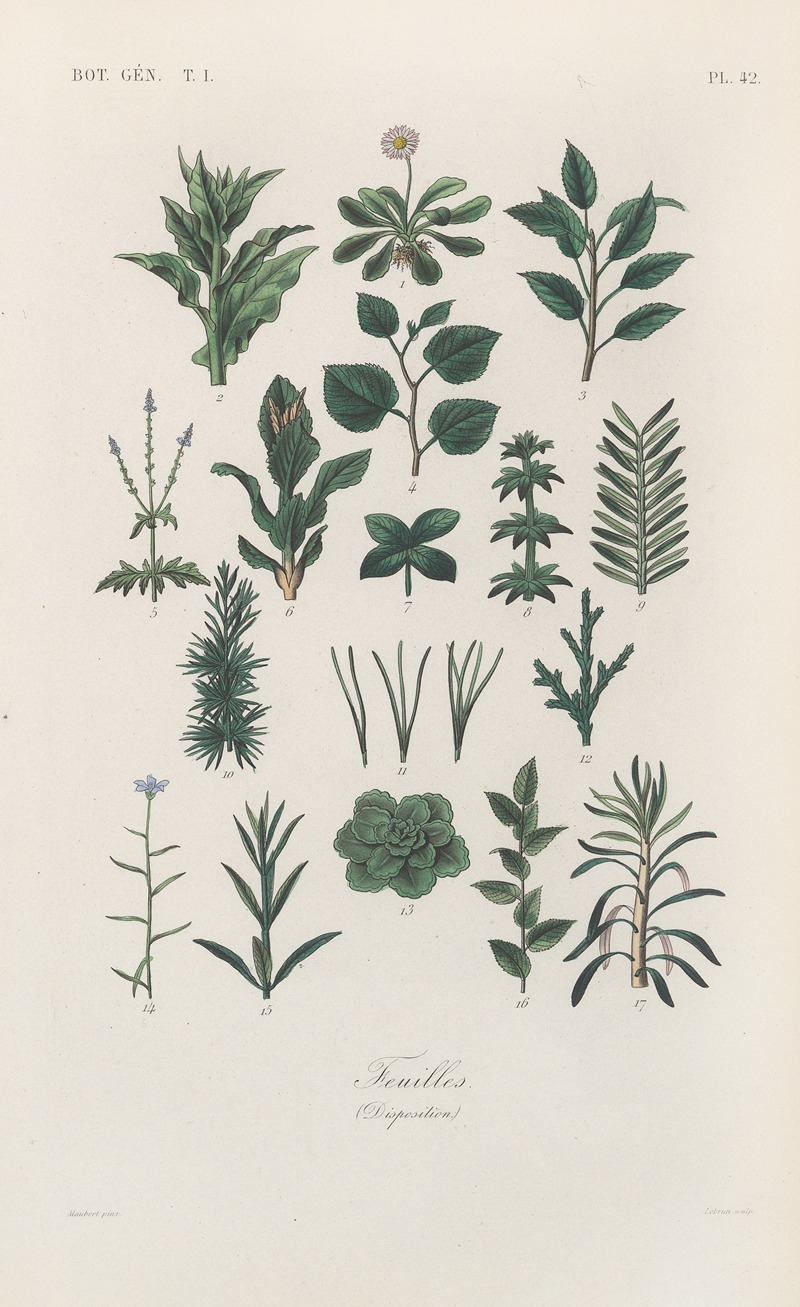 François Hérincq - Traité de botanique générale Pl.043