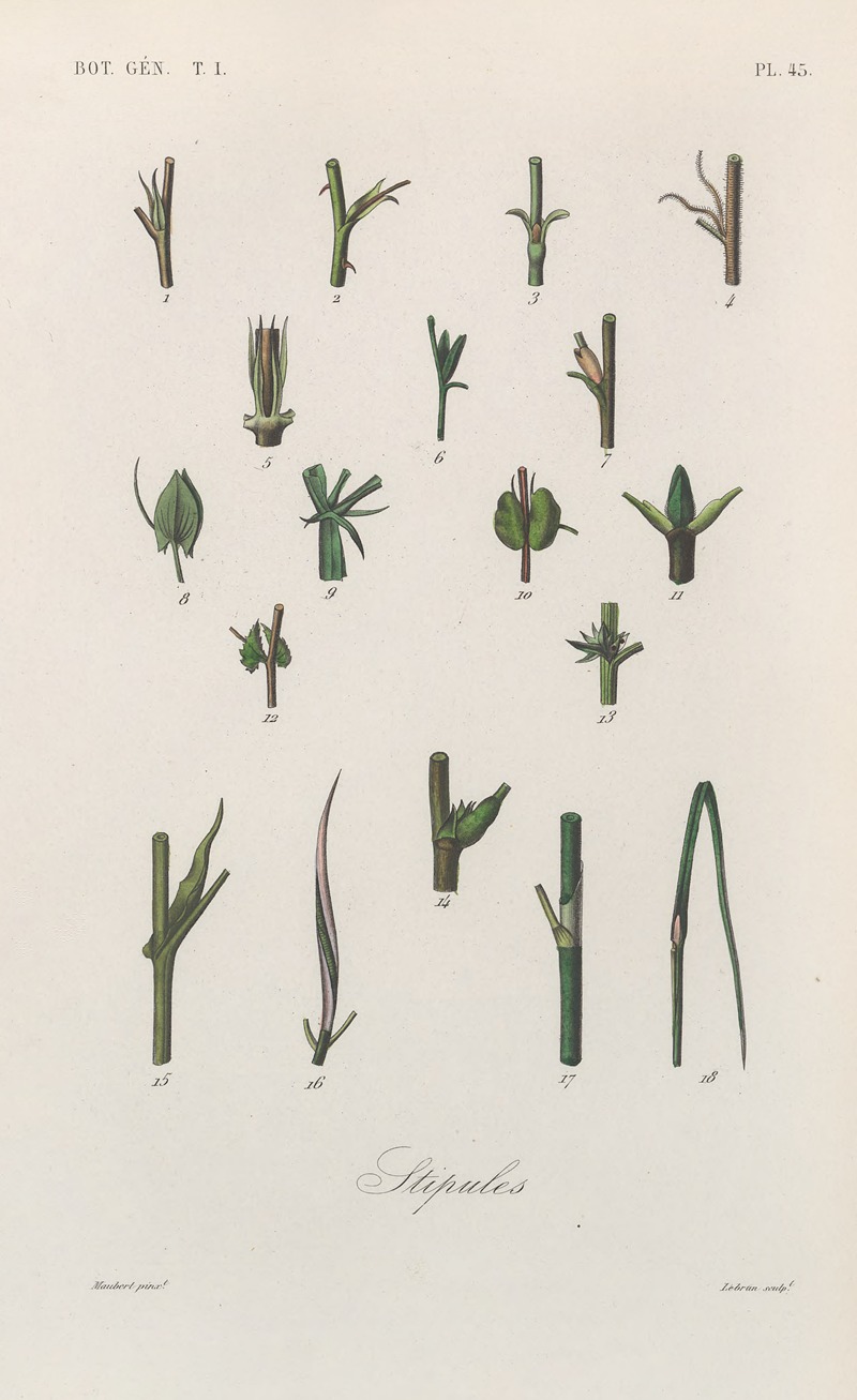 François Hérincq - Traité de botanique générale Pl.046