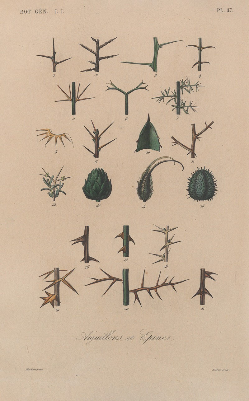 François Hérincq - Traité de botanique générale Pl.048