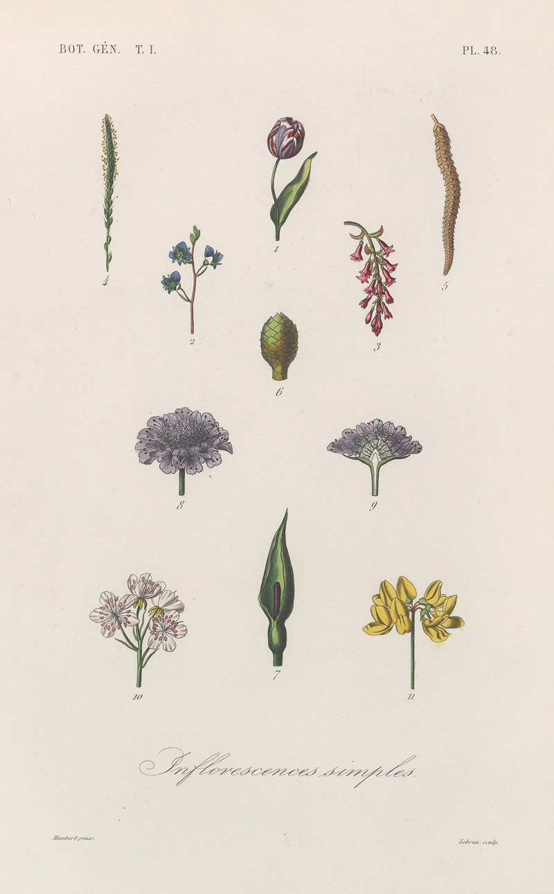 François Hérincq - Traité de botanique générale Pl.049