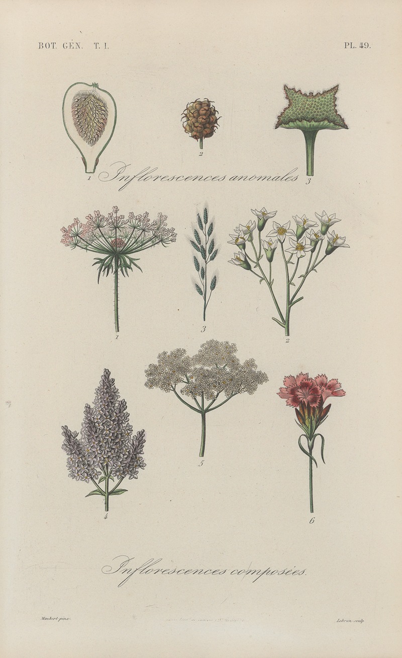 François Hérincq - Traité de botanique générale Pl.050