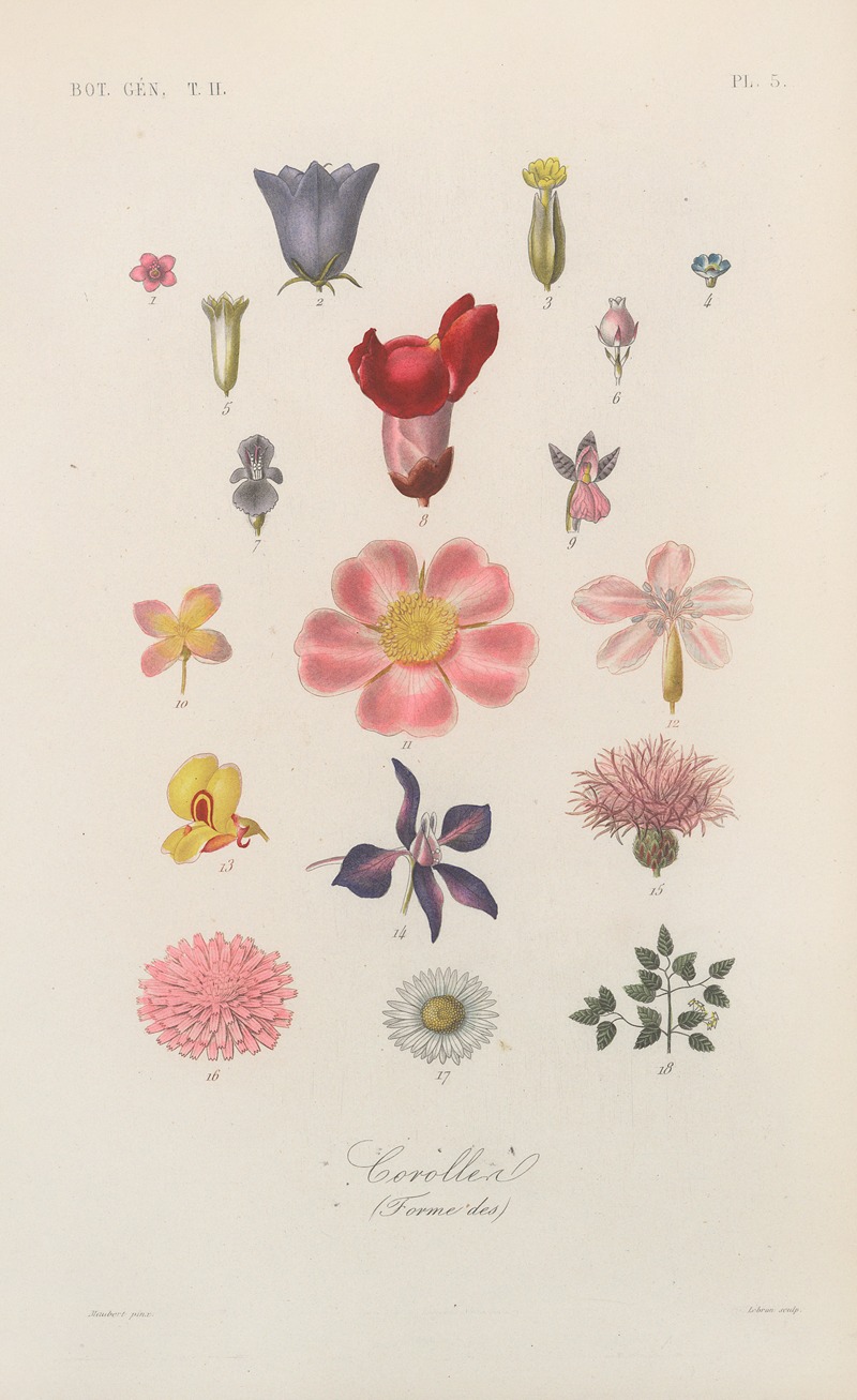 François Hérincq - Traité de botanique générale Pl.056
