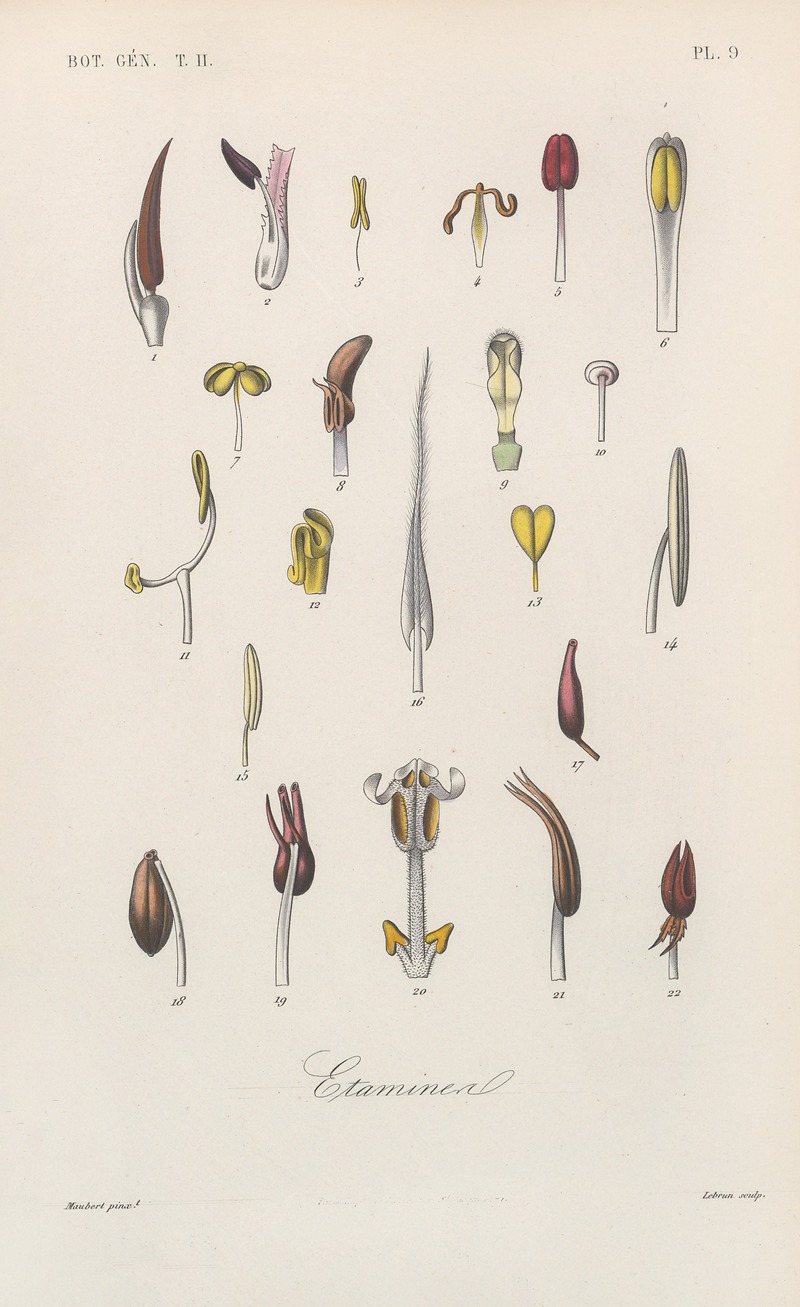 François Hérincq - Traité de botanique générale Pl.060