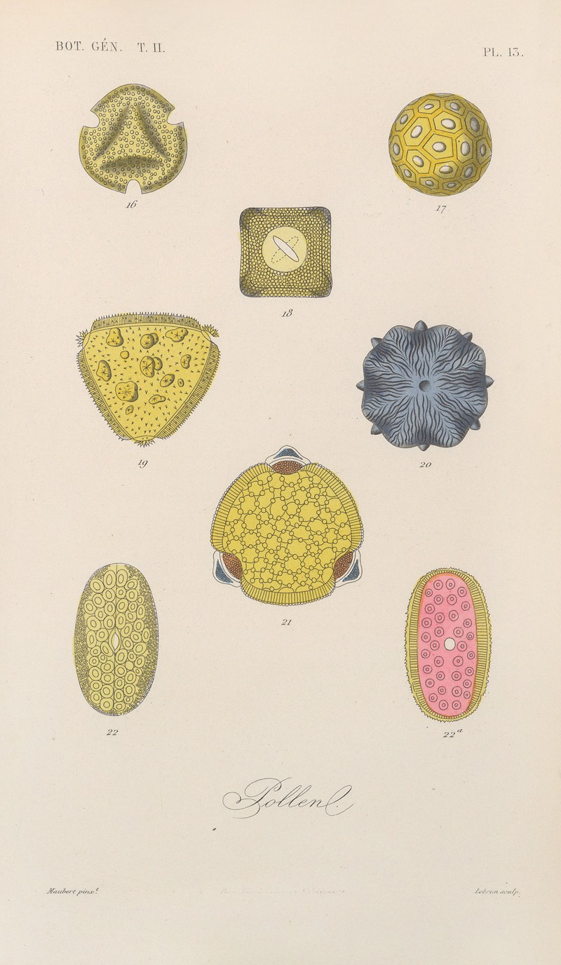 François Hérincq - Traité de botanique générale Pl.064