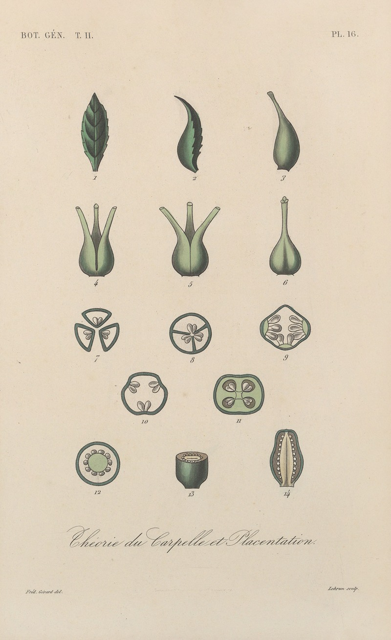 François Hérincq - Traité de botanique générale Pl.067