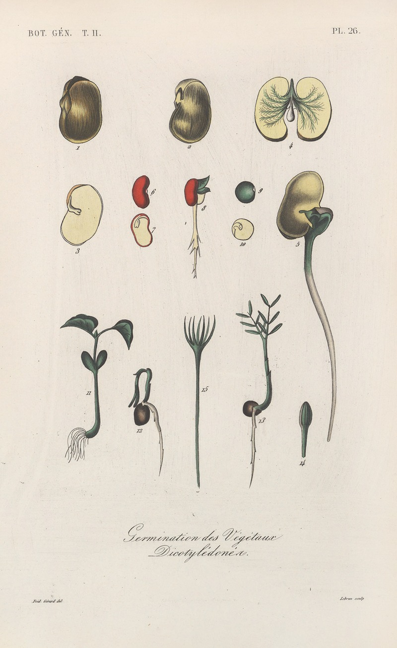 François Hérincq - Traité de botanique générale Pl.077