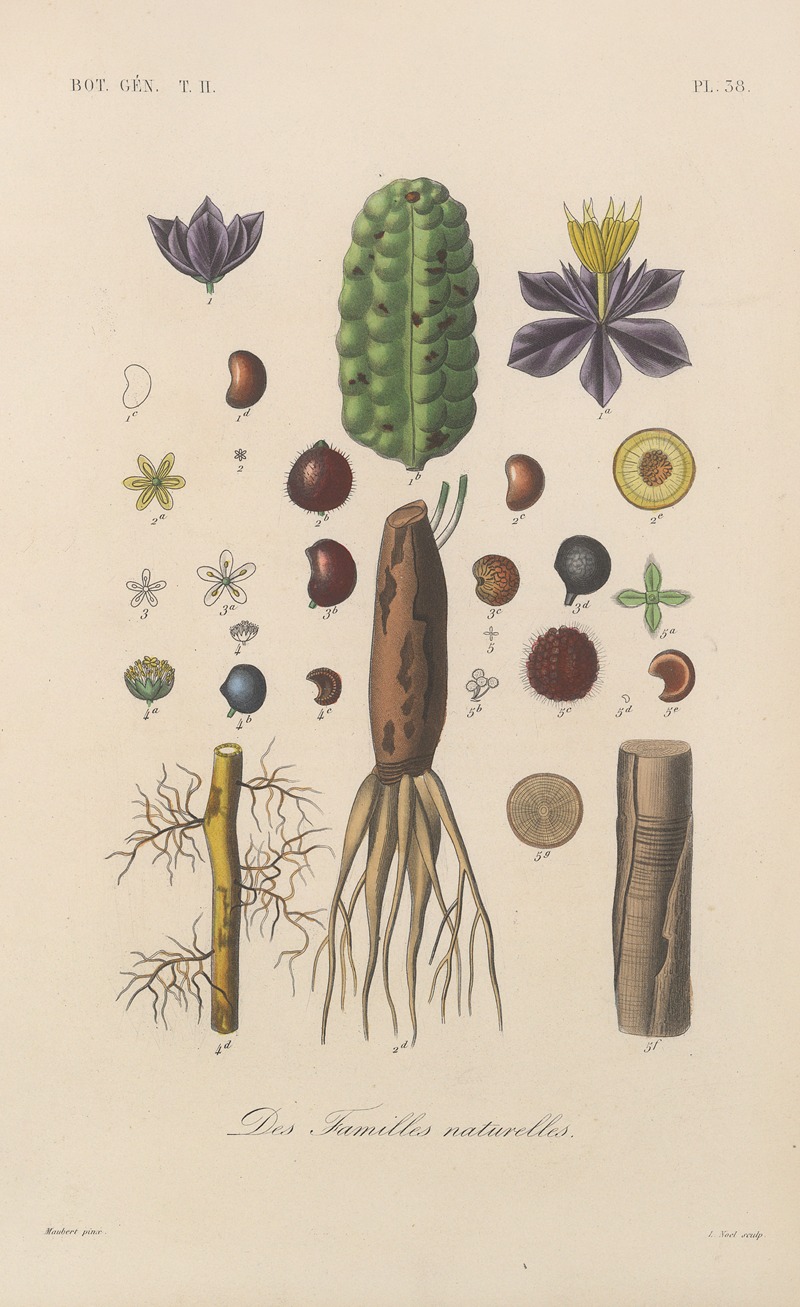 François Hérincq - Traité de botanique générale Pl.089