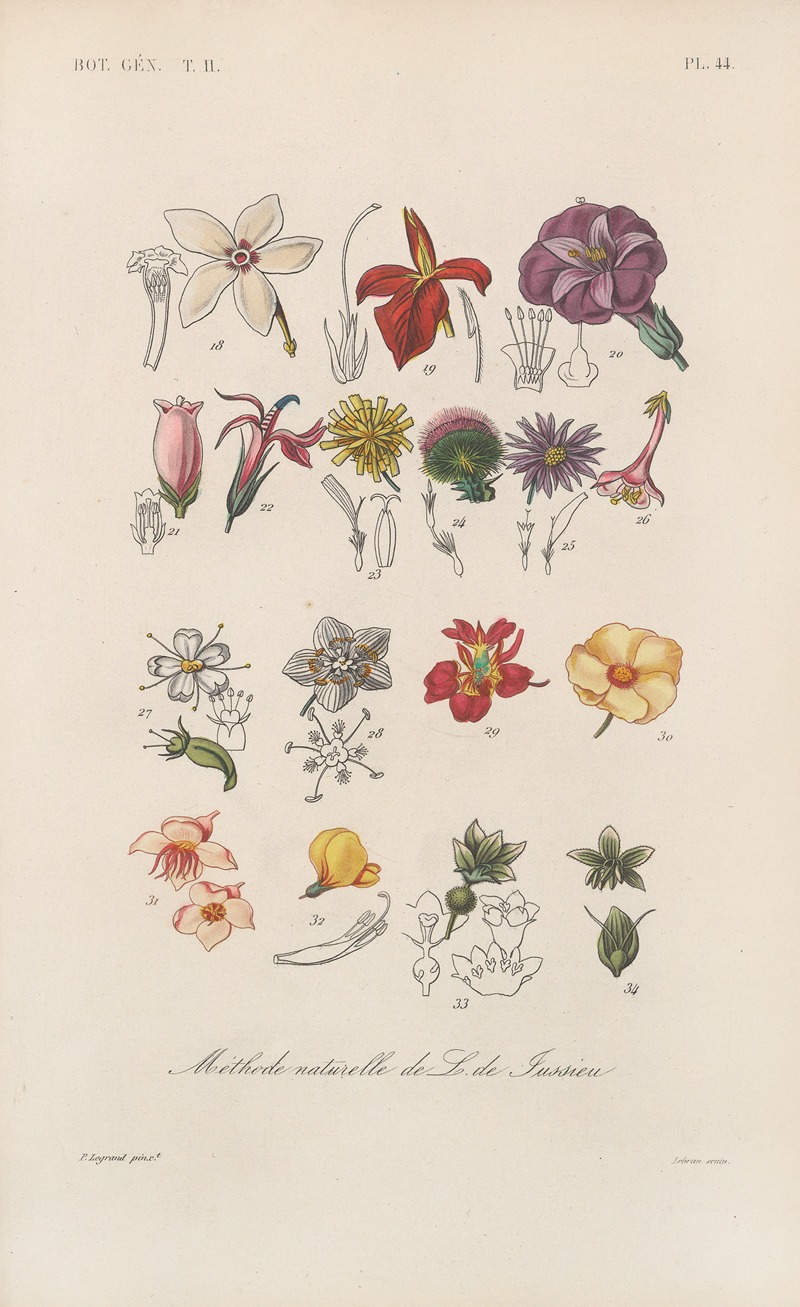 François Hérincq - Traité de botanique générale Pl.095