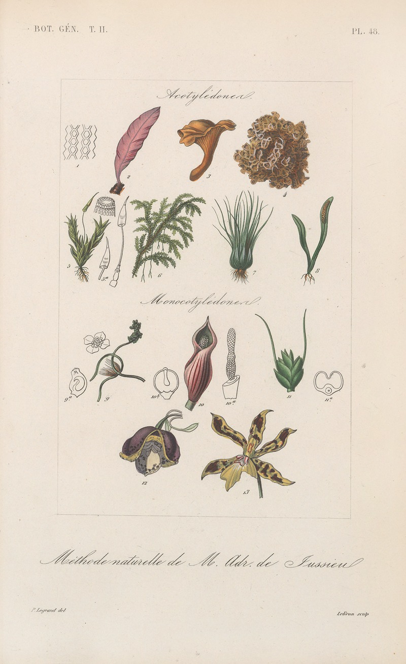François Hérincq - Traité de botanique générale Pl.099