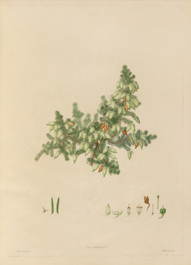 Franz Andreas Bauer - Delineations of exotick plants cultivated in the Royal gardens at Kew Pl.02