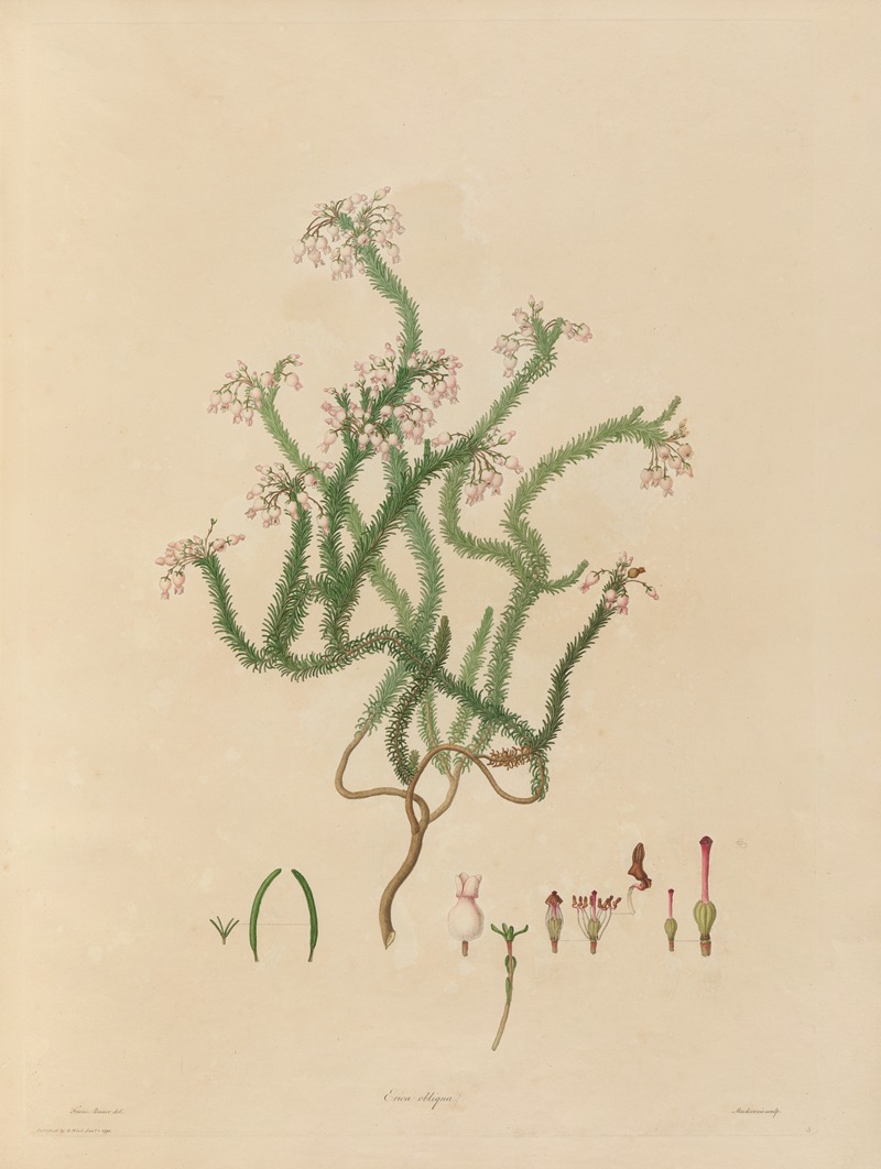 Franz Andreas Bauer - Delineations of exotick plants cultivated in the Royal gardens at Kew Pl.03