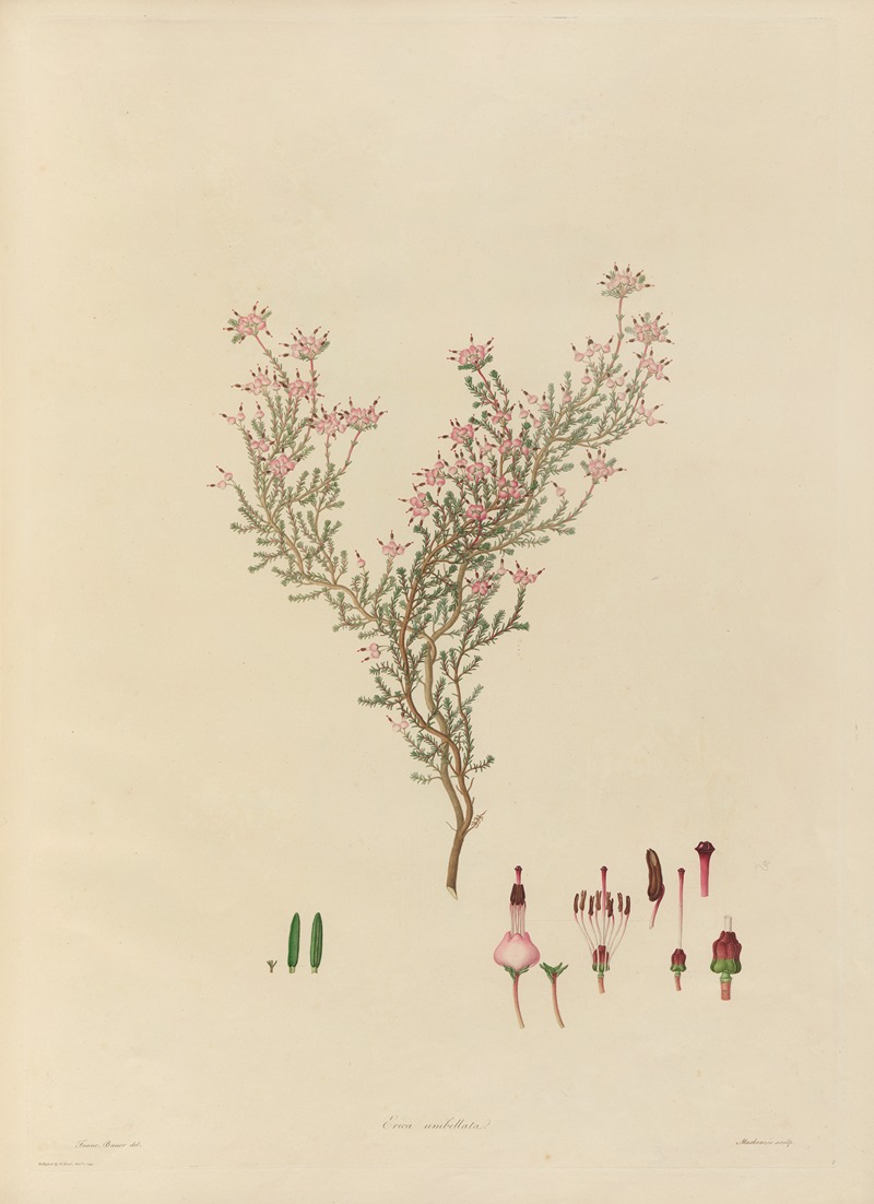 Franz Andreas Bauer - Delineations of exotick plants cultivated in the Royal gardens at Kew Pl.05
