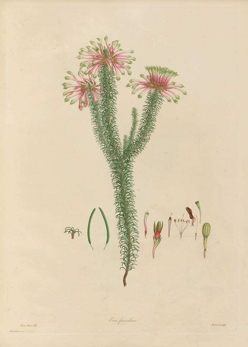 Franz Andreas Bauer - Delineations of exotick plants cultivated in the Royal gardens at Kew Pl.06