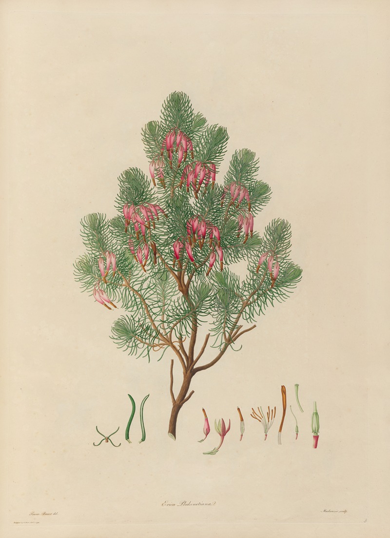 Franz Andreas Bauer - Delineations of exotick plants cultivated in the Royal gardens at Kew Pl.09