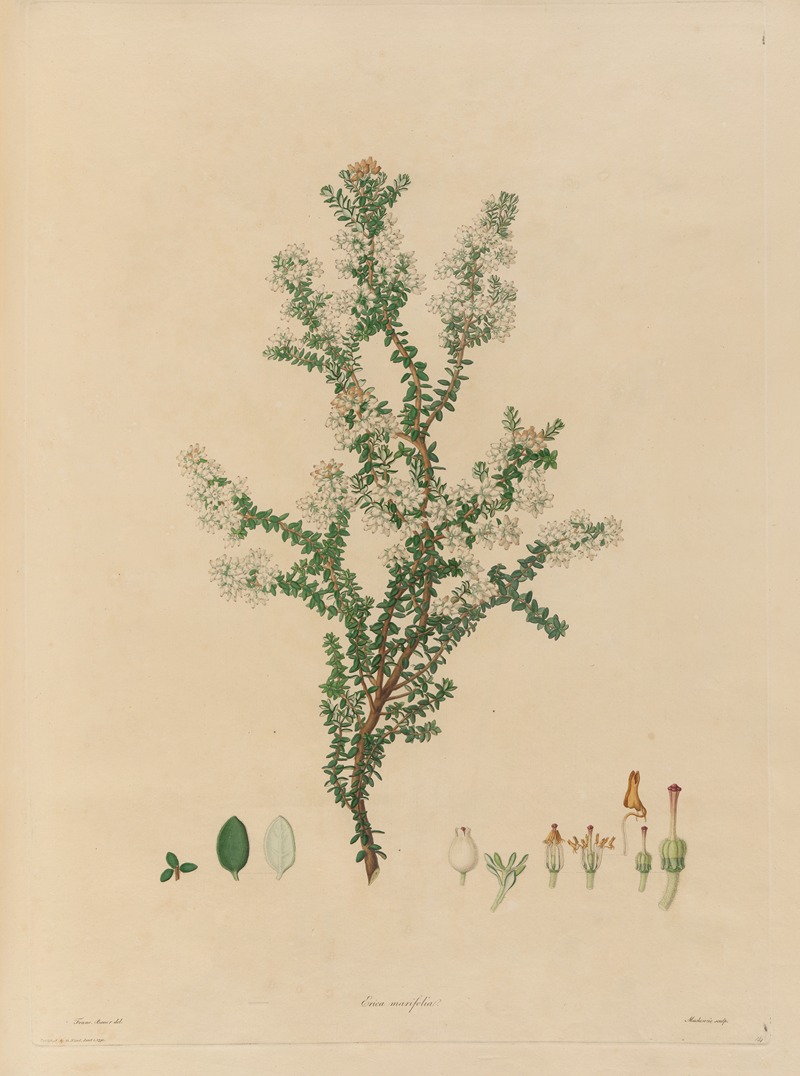 Franz Andreas Bauer - Delineations of exotick plants cultivated in the Royal gardens at Kew Pl.14