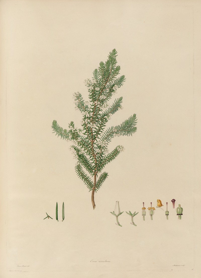 Franz Andreas Bauer - Delineations of exotick plants cultivated in the Royal gardens at Kew Pl.16