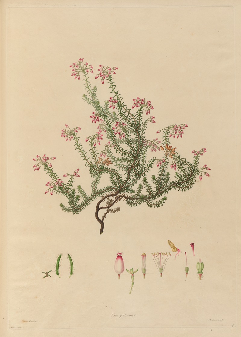 Franz Andreas Bauer - Delineations of exotick plants cultivated in the Royal gardens at Kew Pl.17