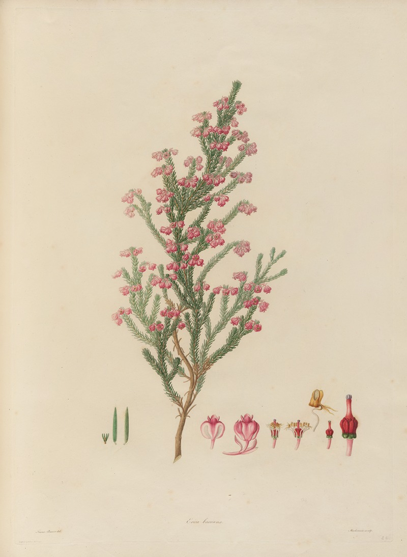 Franz Andreas Bauer - Delineations of exotick plants cultivated in the Royal gardens at Kew Pl.22