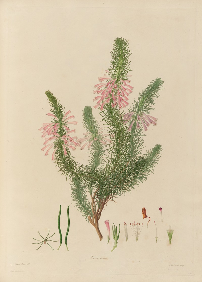 Franz Andreas Bauer - Delineations of exotick plants cultivated in the Royal gardens at Kew Pl.26