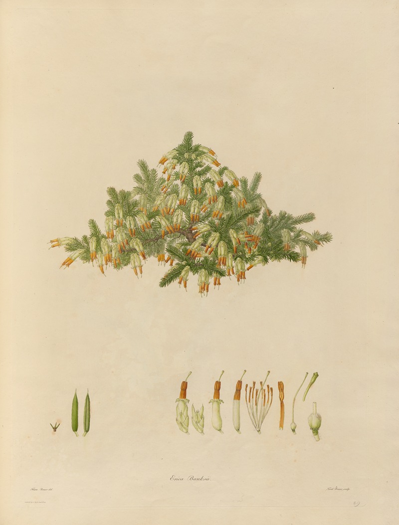 Franz Andreas Bauer - Delineations of exotick plants cultivated in the Royal gardens at Kew Pl.29