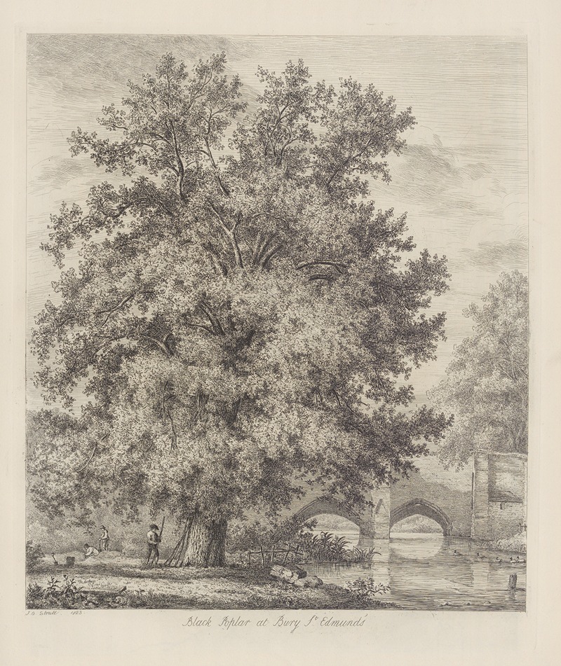 Jacob George Strutt - The Black Poplar at Bury St. Edmund’s