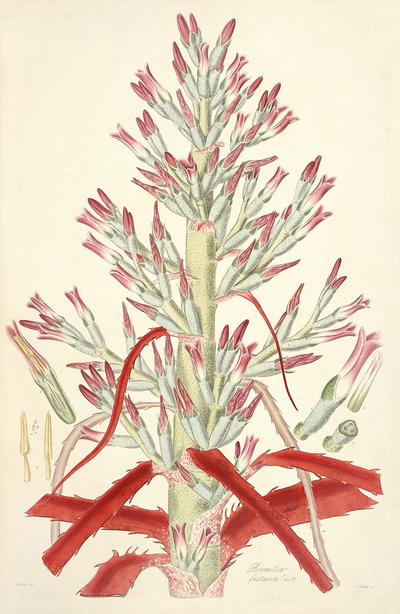 John Lindley - Collectanea botanica Pl.01