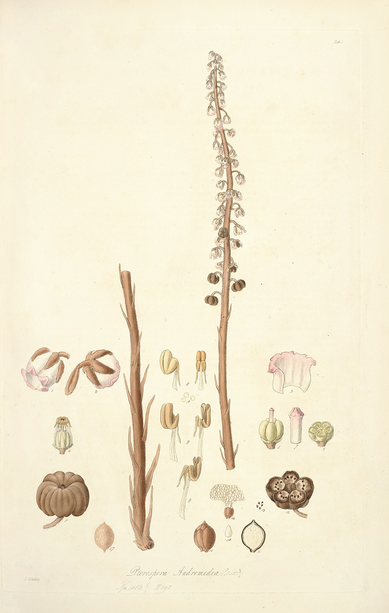 John Lindley - Collectanea botanica Pl.05