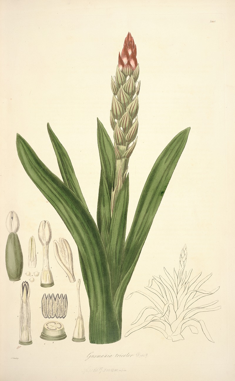 John Lindley - Collectanea botanica Pl.08