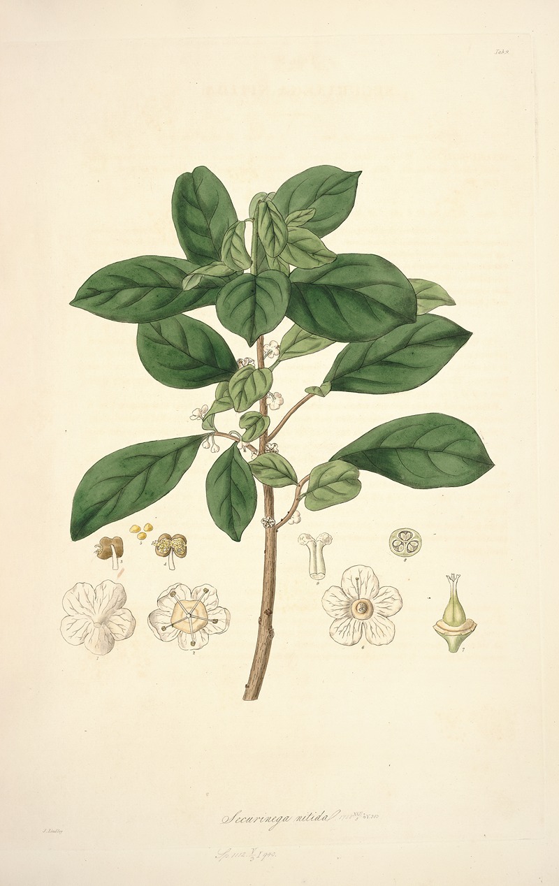 John Lindley - Collectanea botanica Pl.09