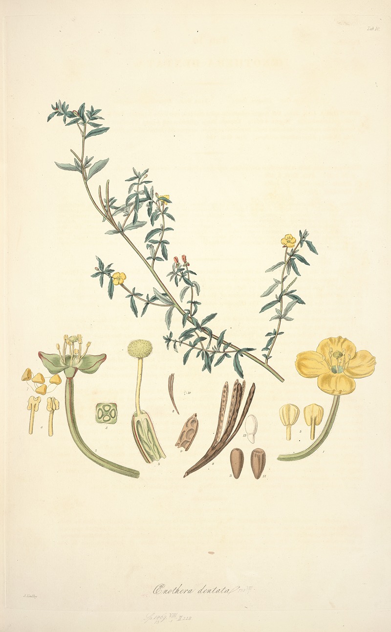 John Lindley - Collectanea botanica Pl.10