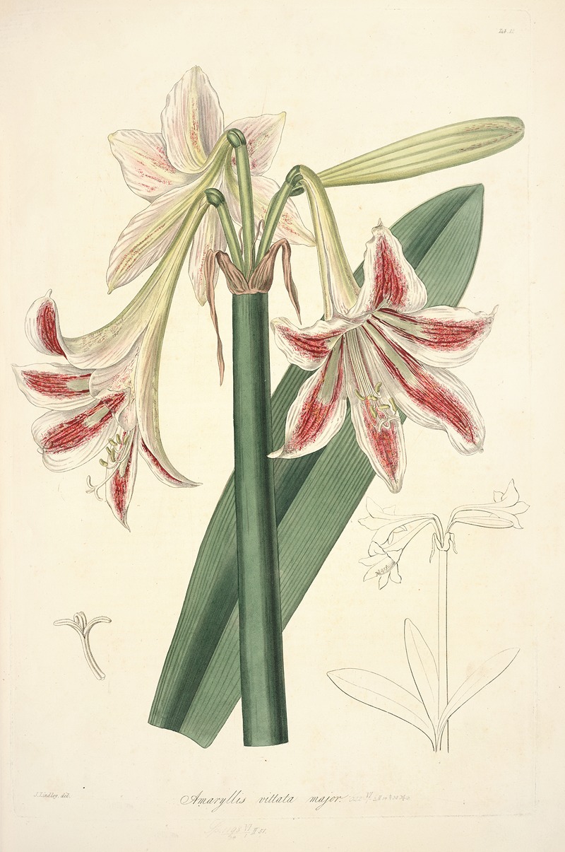 John Lindley - Collectanea botanica Pl.12