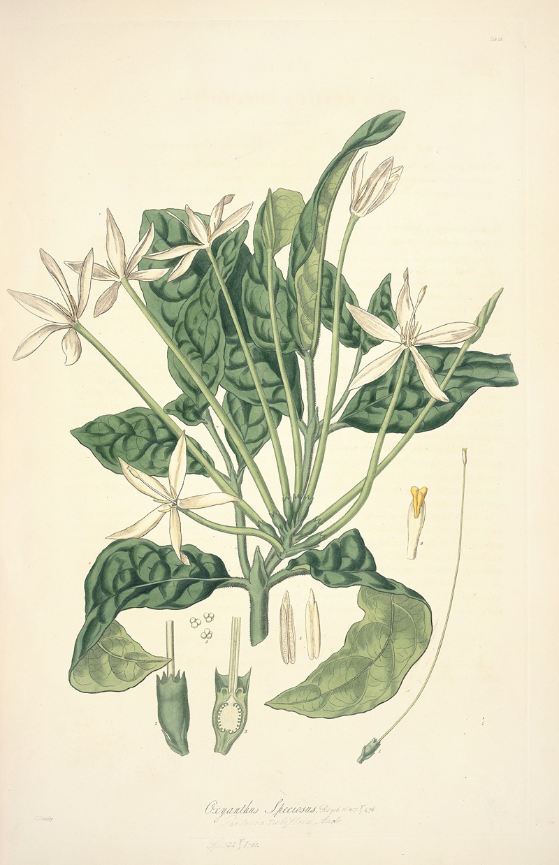 John Lindley - Collectanea botanica Pl.13