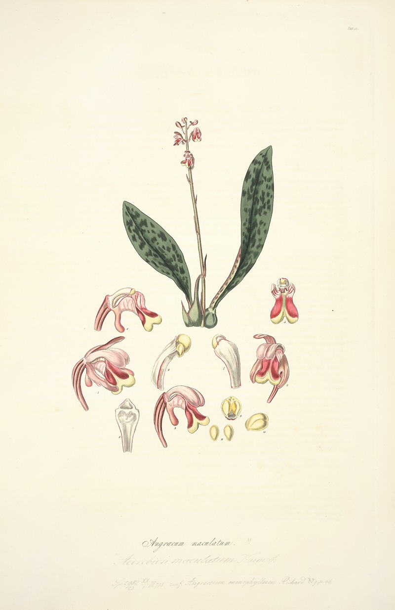 John Lindley - Collectanea botanica Pl.15