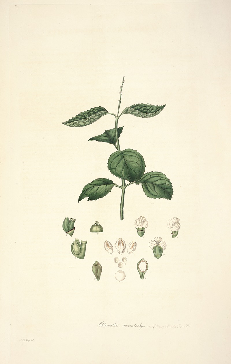John Lindley - Collectanea botanica Pl.17
