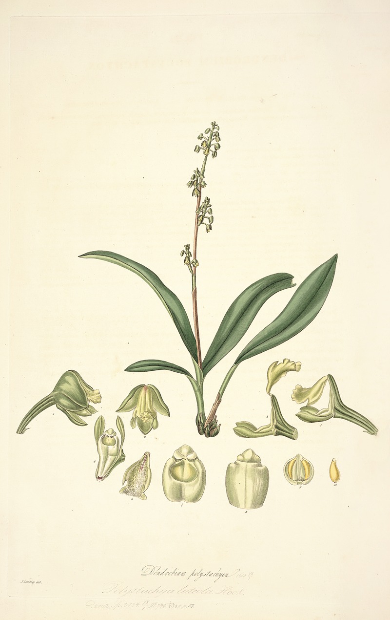 John Lindley - Collectanea botanica Pl.20