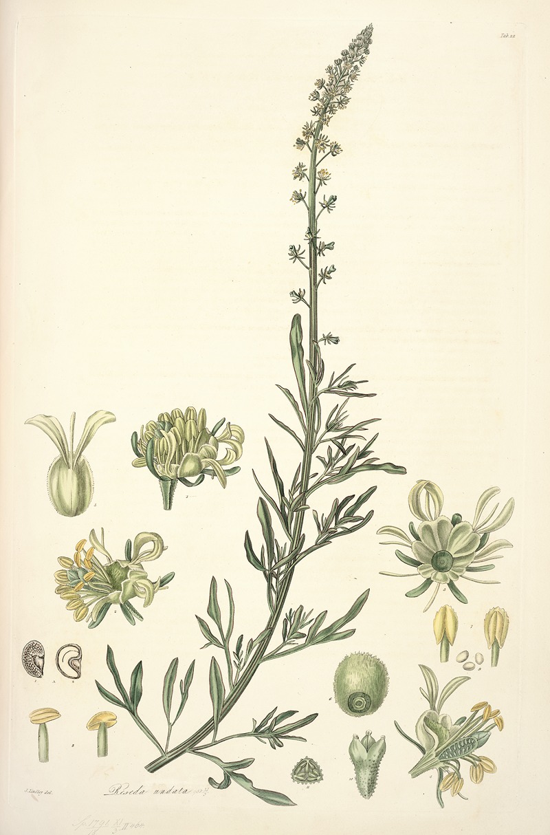 John Lindley - Collectanea botanica Pl.22