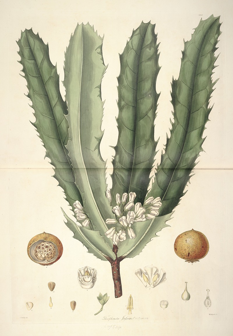 John Lindley - Collectanea botanica Pl.26