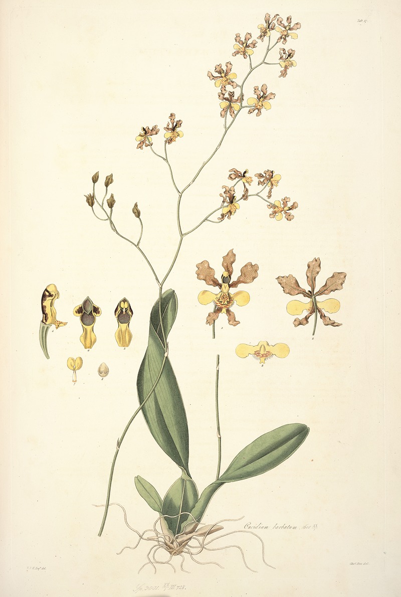 John Lindley - Collectanea botanica Pl.27