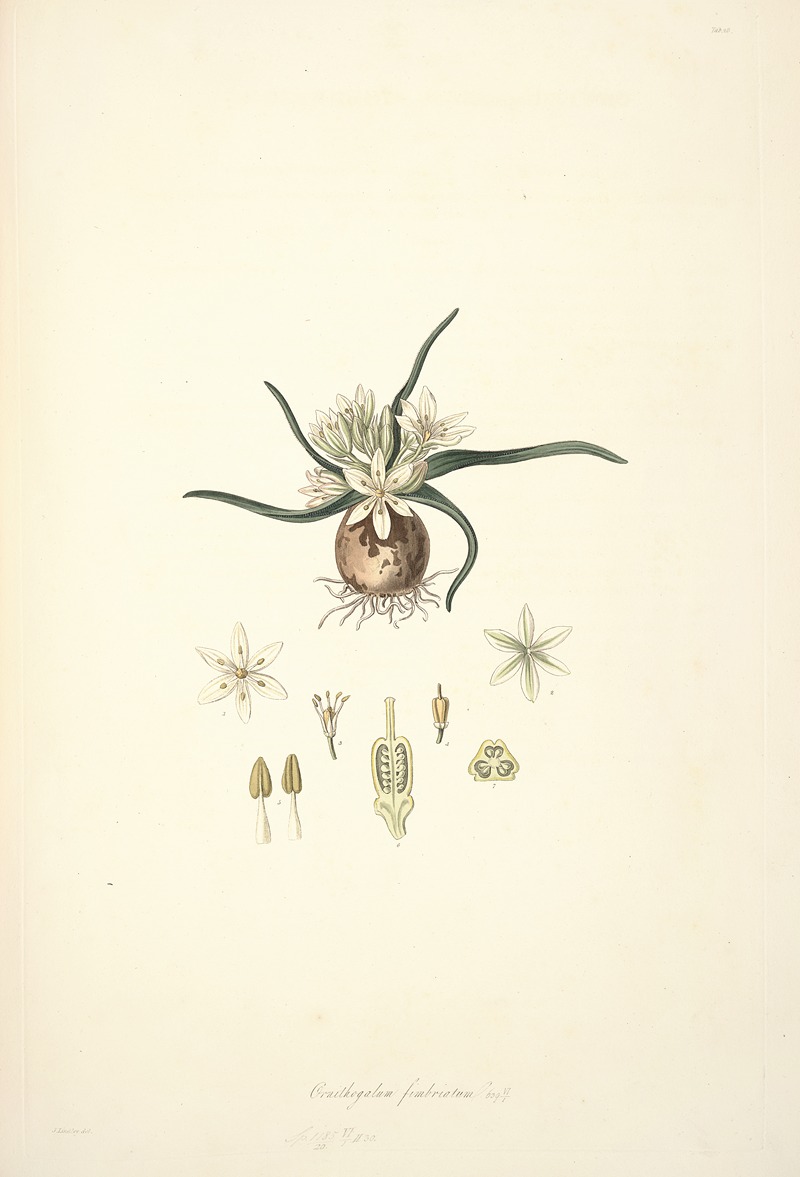 John Lindley - Collectanea botanica Pl.28